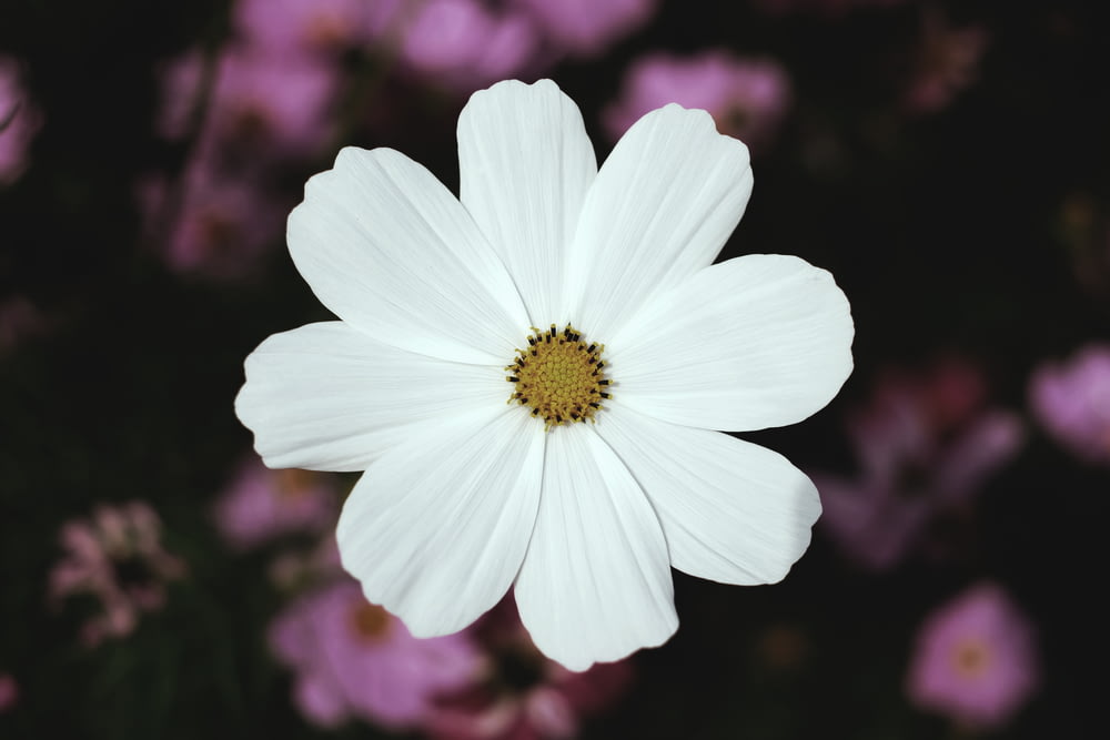 flor branca de pétalas largas