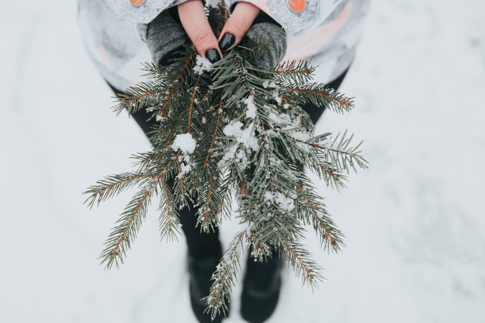 person holding green pine plant with snow