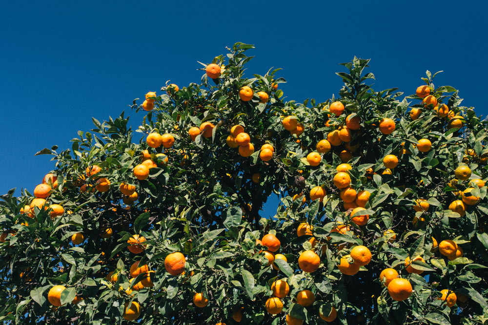 orange trees during daytime
