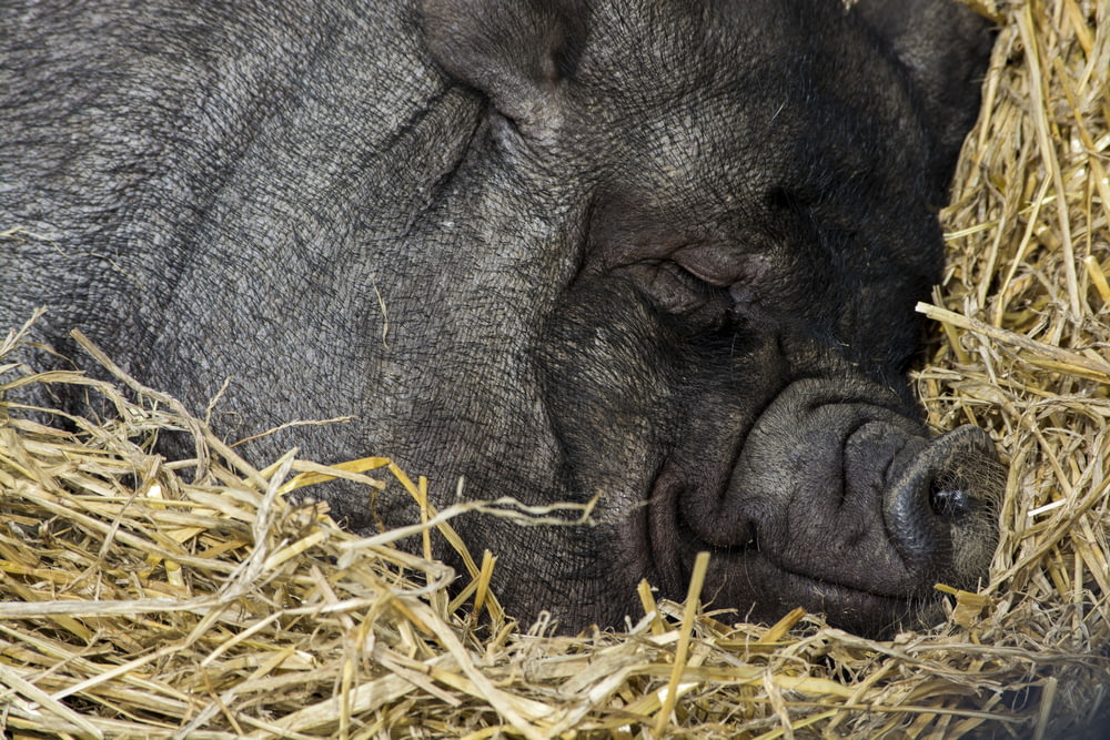 검은 돼지가 자고 있는 클로즈업 사진