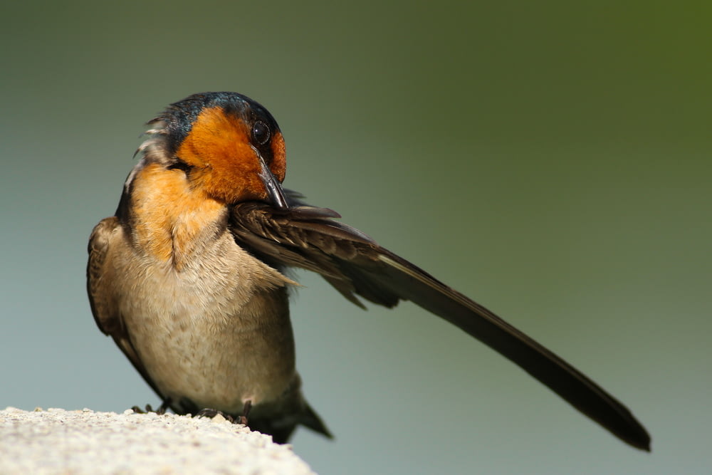 closeup photography of black and brown bird