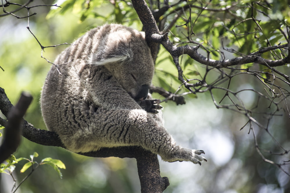 木の上の灰色のコアラのクマ