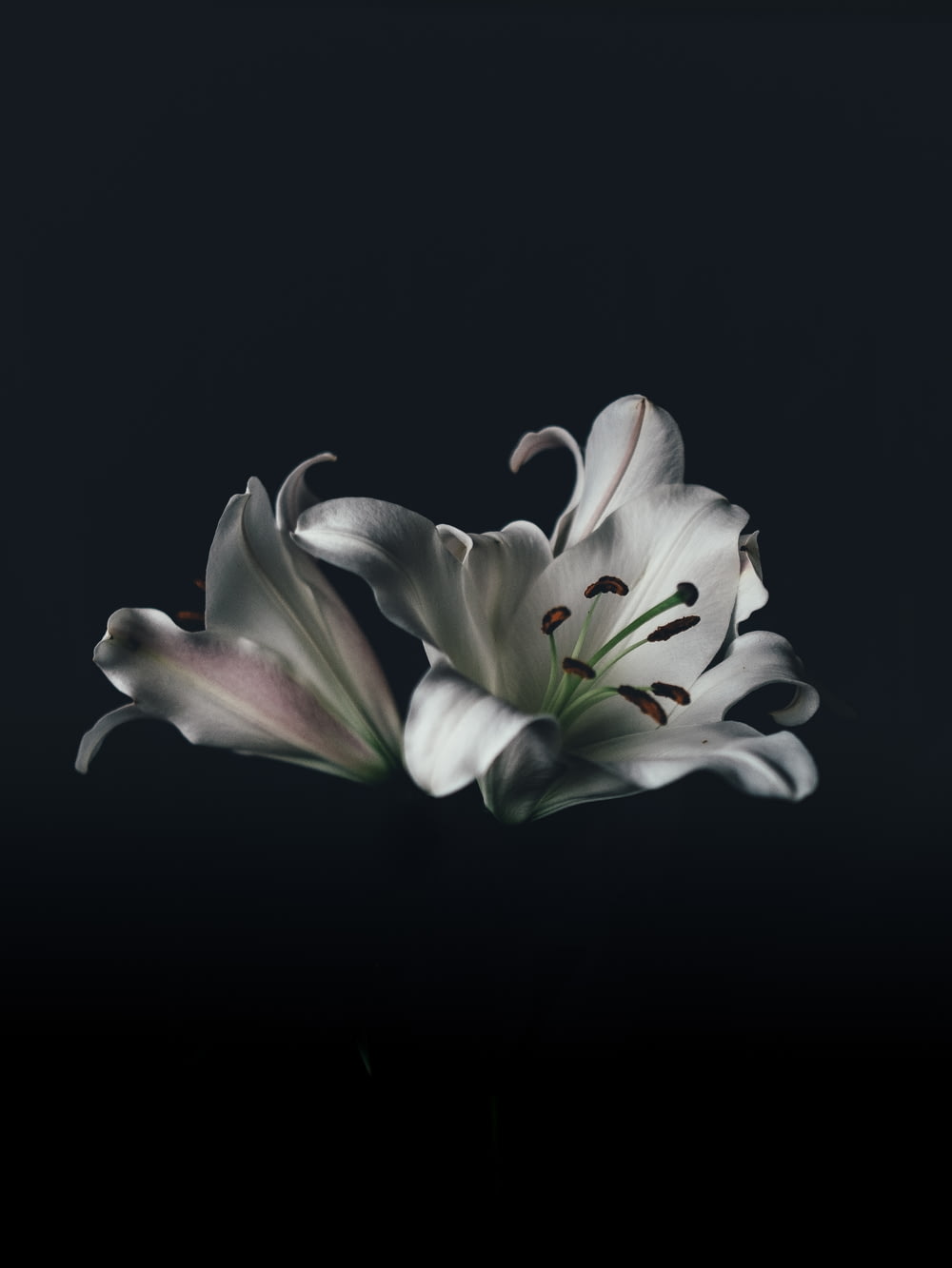 flor de lirio oriental blanco