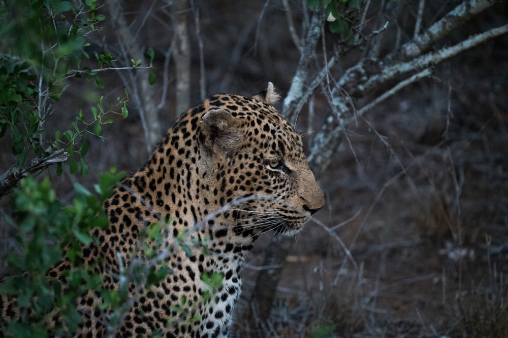 Fotografia di messa a fuoco del leopardo vicino all'albero