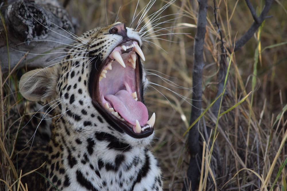 ghepardo che apre la bocca