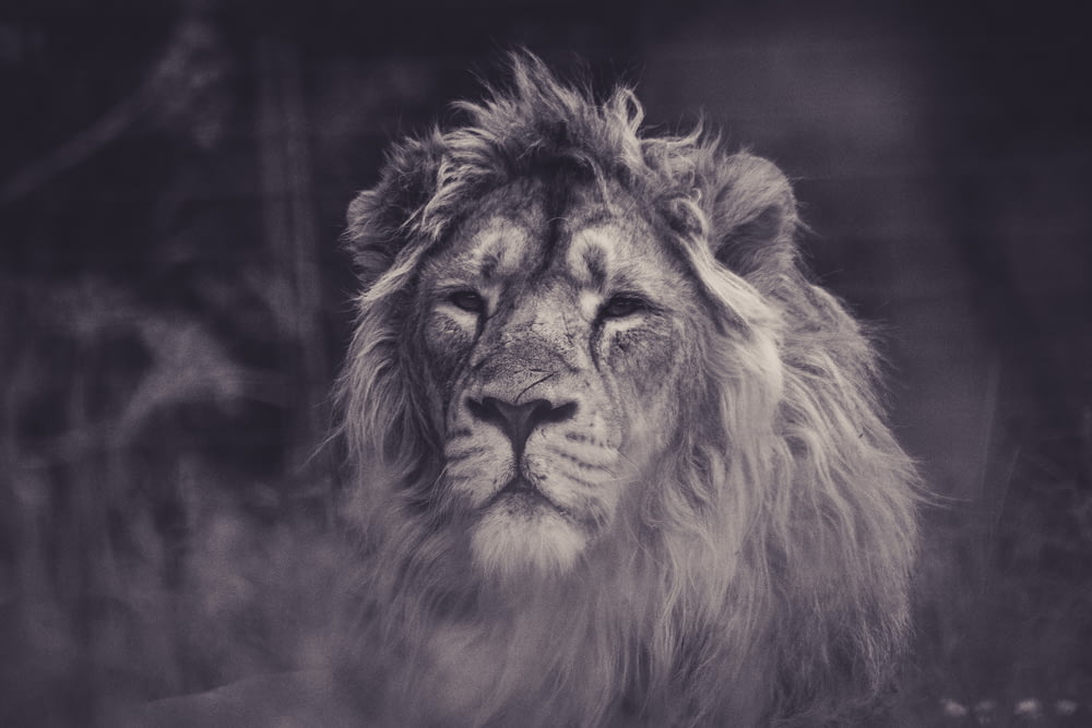 fotografia in scala di grigi del leone