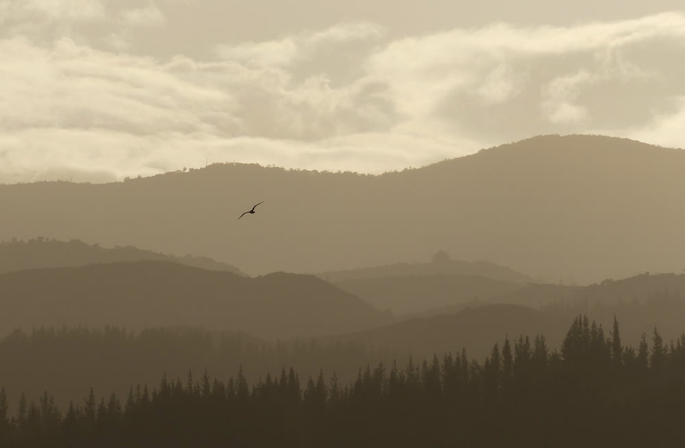 bird flying over mountain with trees