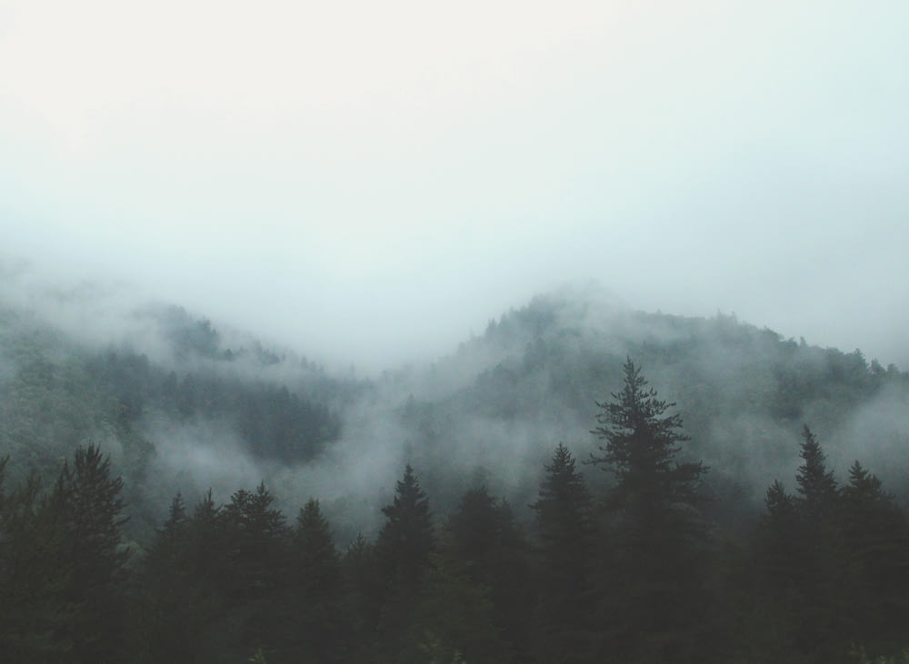 foresta grigia con nebbia