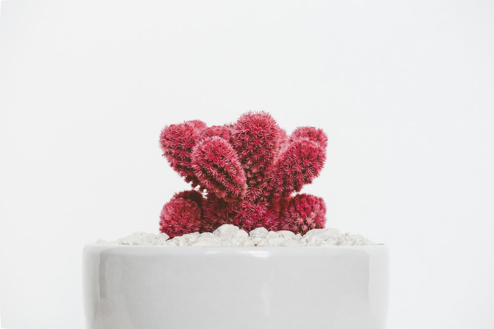 Rote Kaktuspflanze auf weißem Keramiktopf