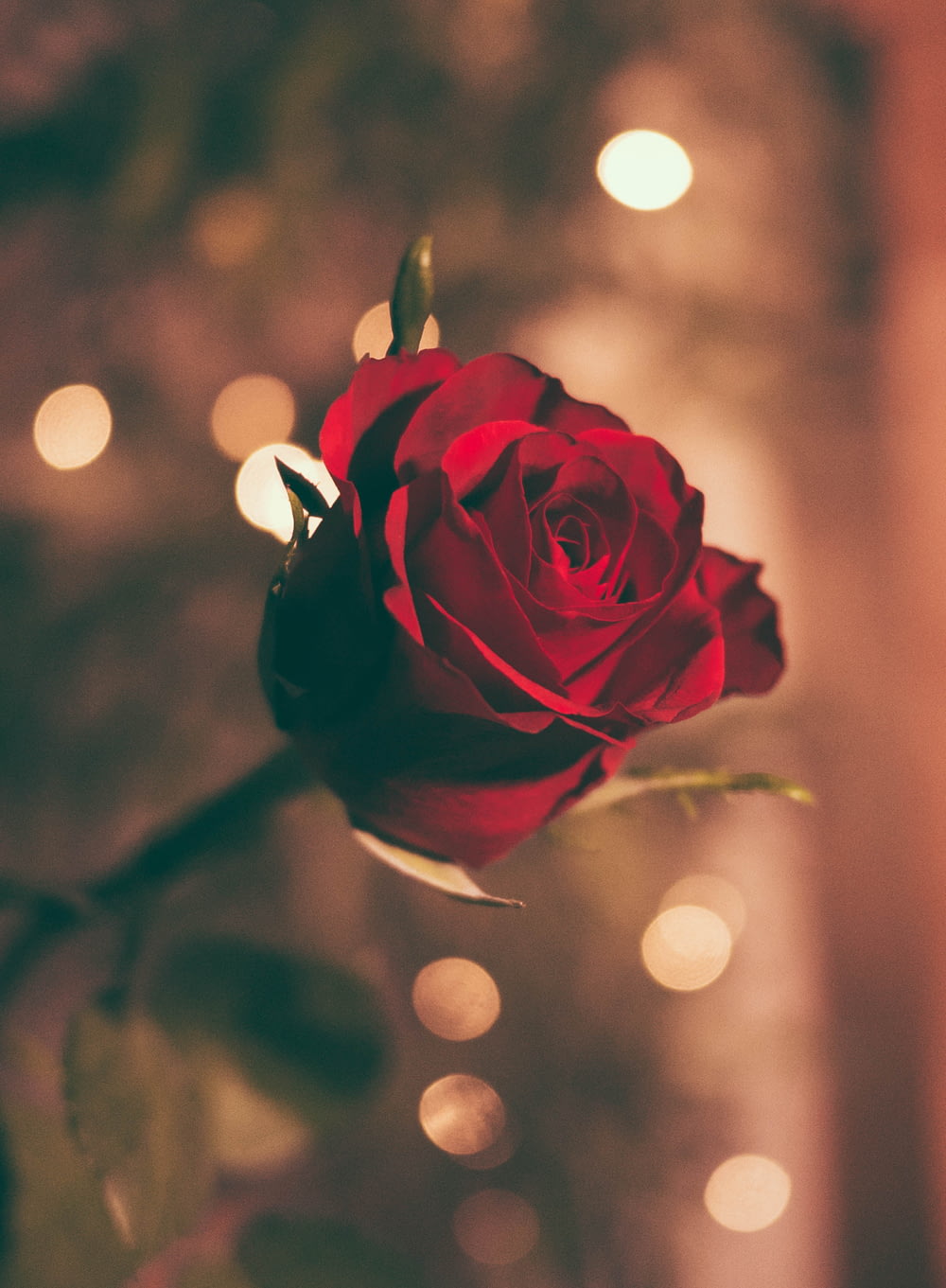 foto focada de uma rosa vermelha