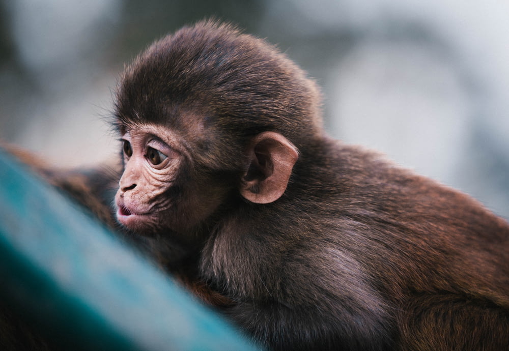 Fotografia macro de macaco marrom