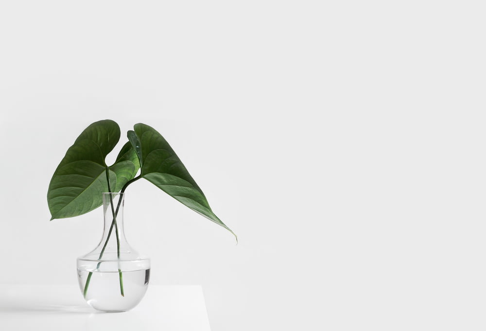 grünblättrige Pflanze auf klarer Glasvase, gefüllt mit Wasser