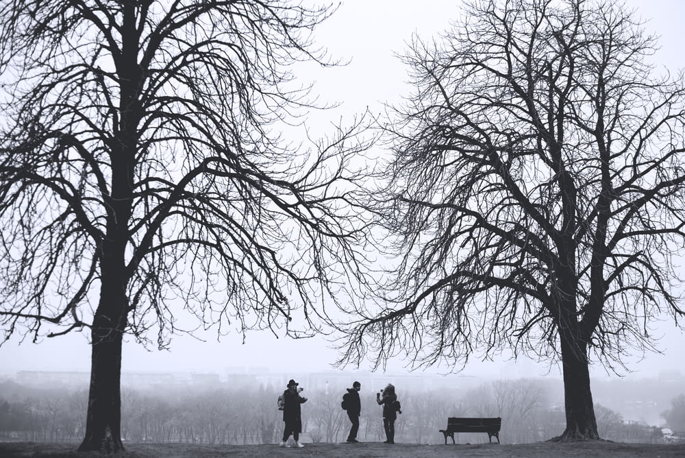 Silhouette von drei Personen, die tagsüber zwischen blattlosen Bäumen stehen