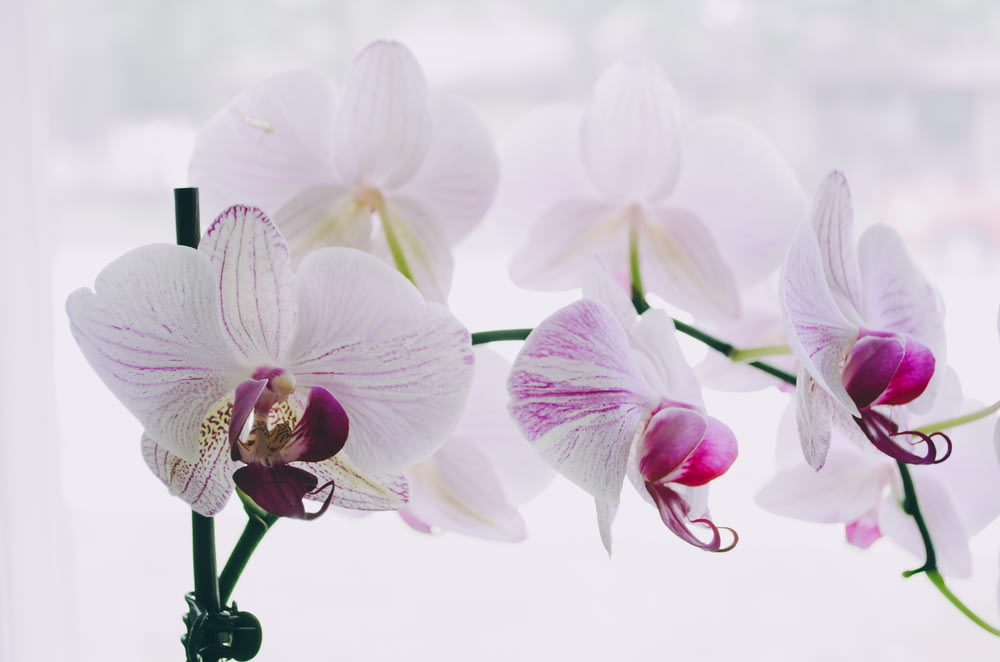 white-and-purple moth orchids
