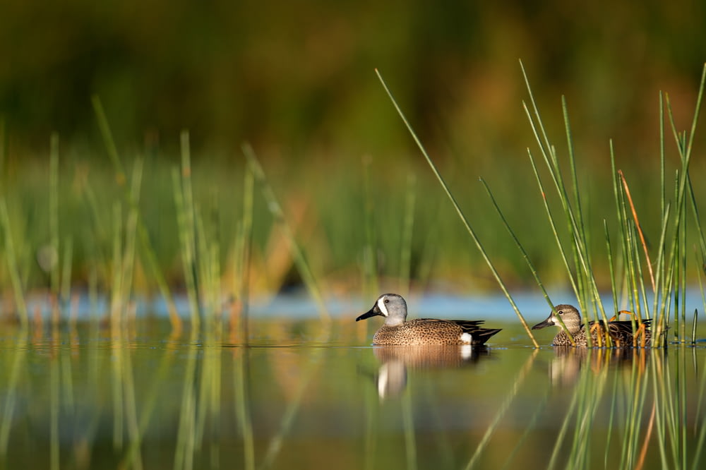 selective focus photography of two ducks on water