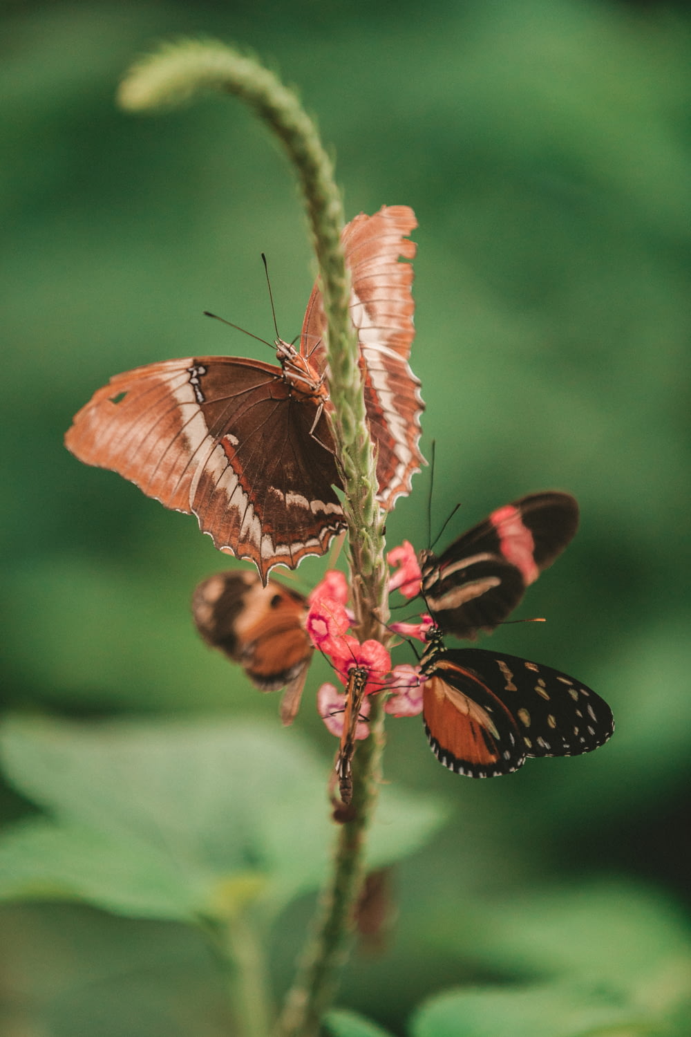fotografia macro tre farfalle marroni