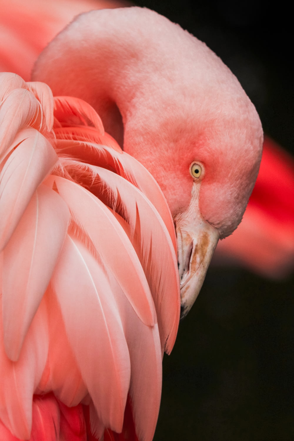 fotografia ravvicinata di un uccello rosa