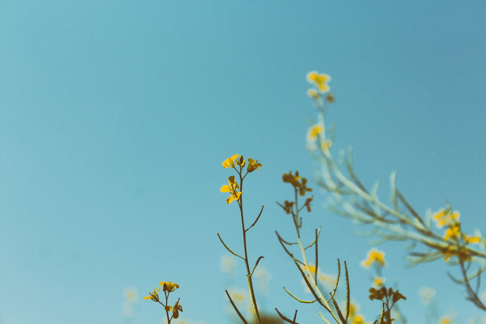 fotografia di ritratto di fiore dai petali gialli