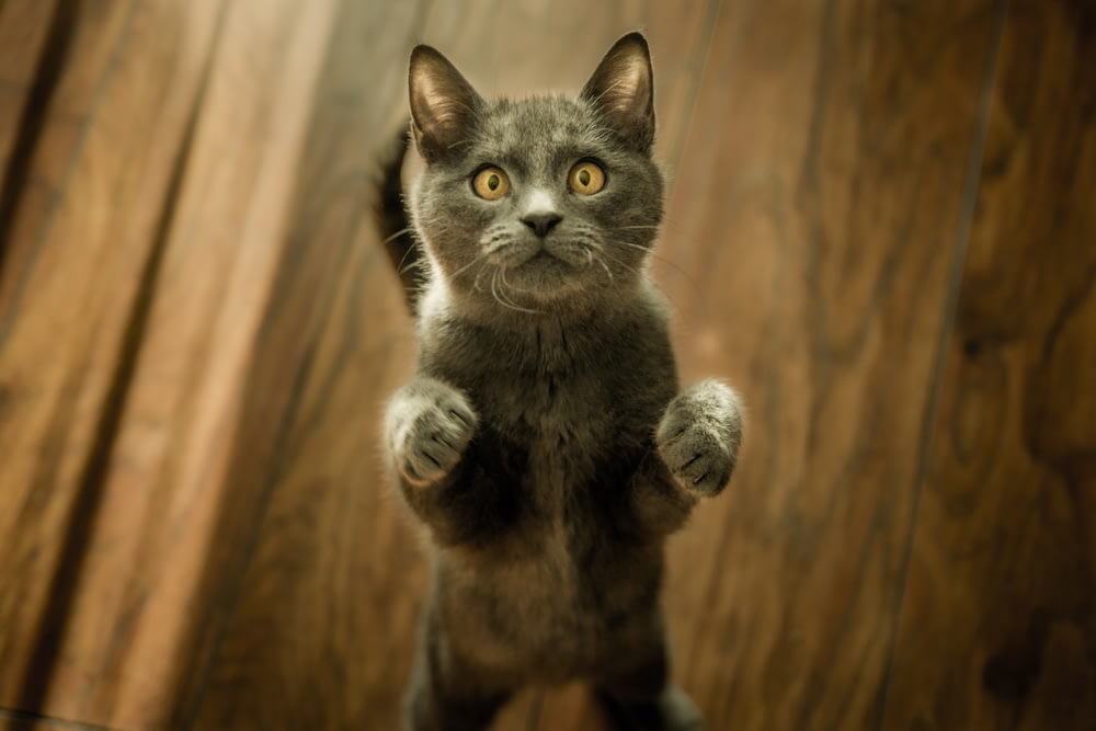 Graue Katze, die auf zwei Füßen steht