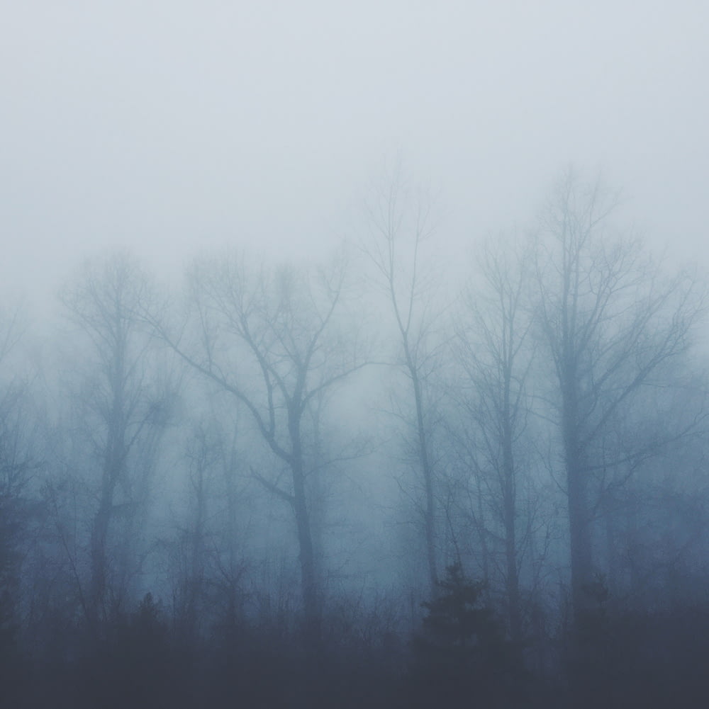 霧に覆われた裸木