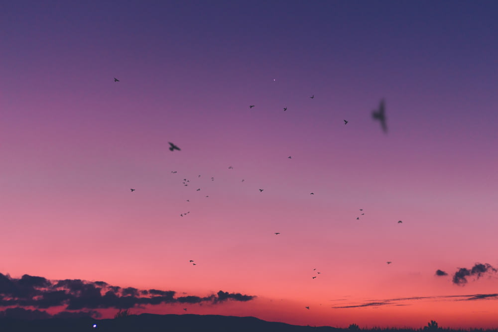 Fliegende Vögel bei Sonnenuntergang