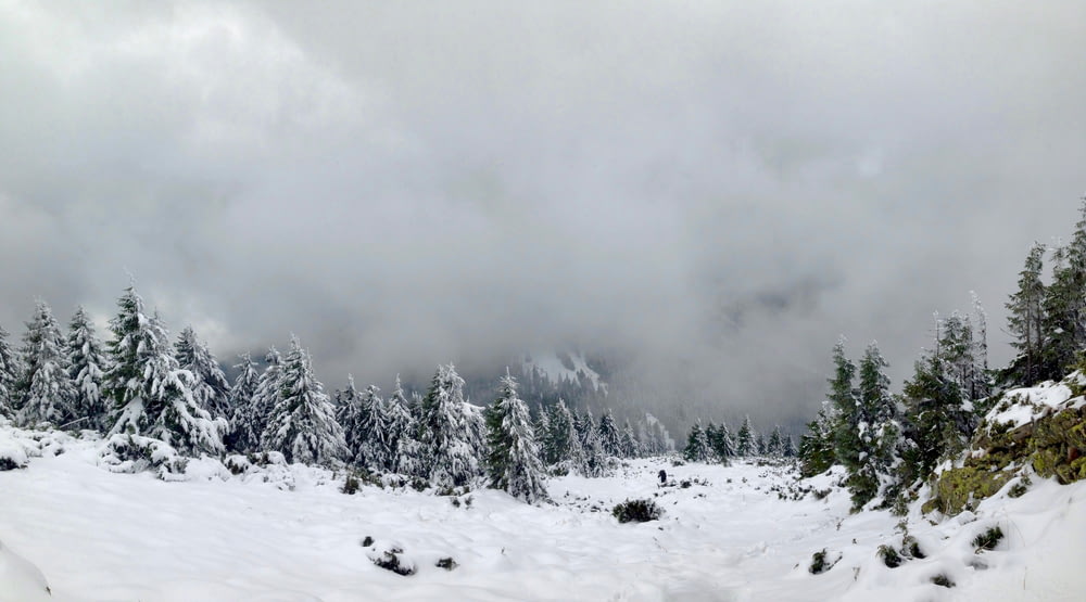 Fotografía de paisaje de árbol verde y nieve