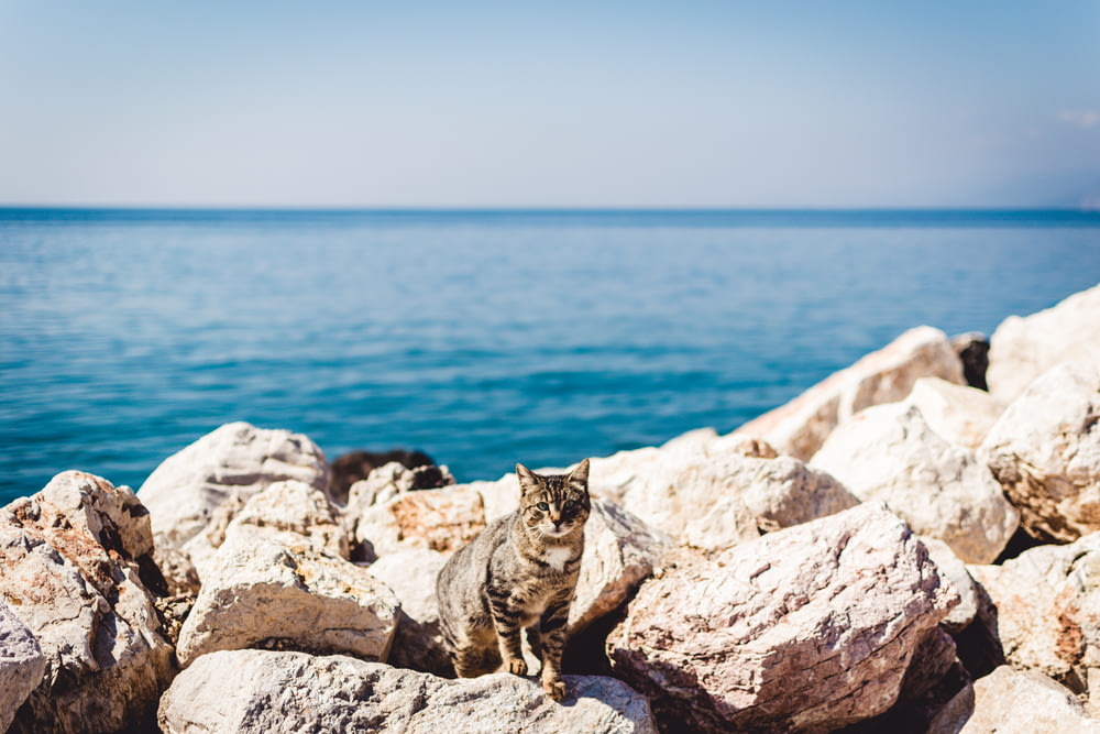 gatto soriano marrone in piedi sulle rocce