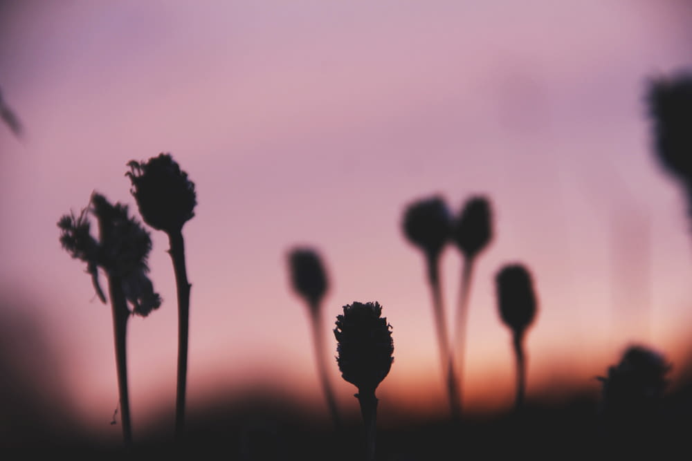 silhouette photo of plants at sunset