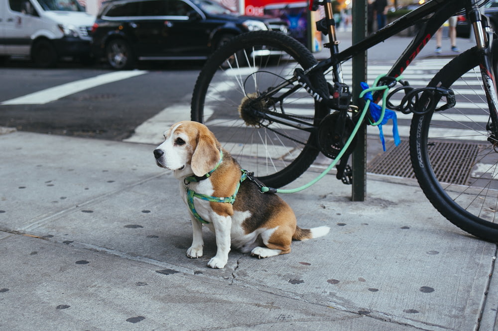 brauner und weißer Beagle-Welpe, der an einem Fahrrad neben der Straße befestigt ist