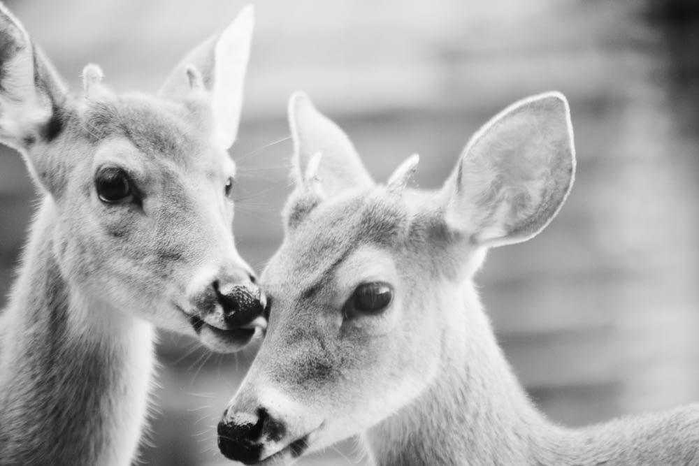 grayscale photography of two reindeers
