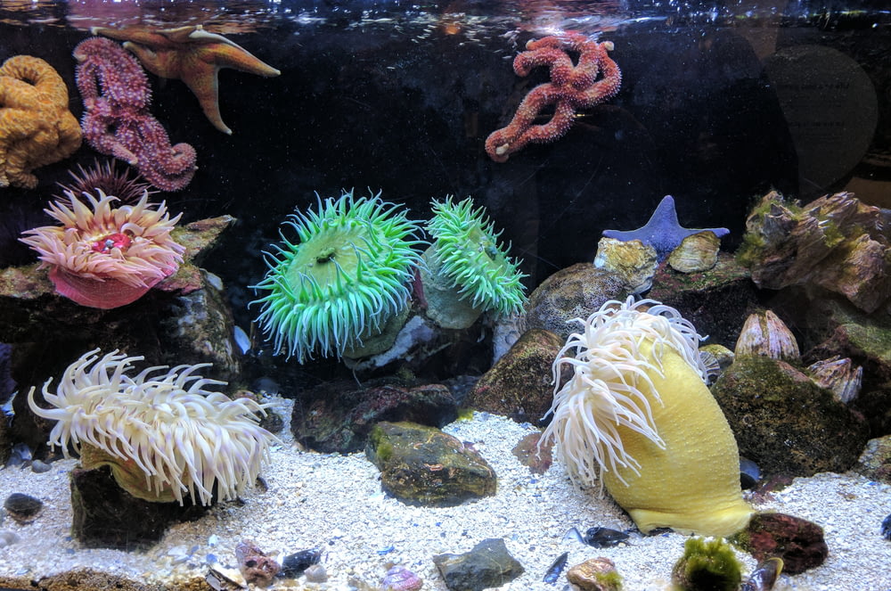 fotografia de aquário com corais
