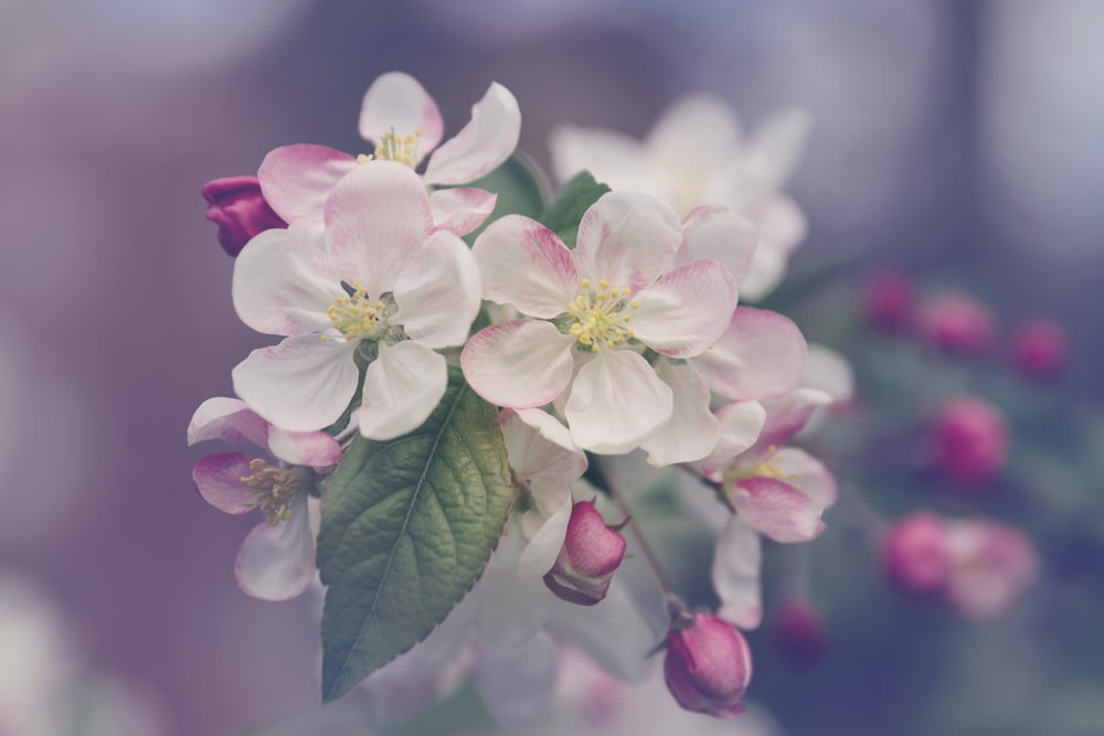 白とピンクの花びらのクローズアップ写真