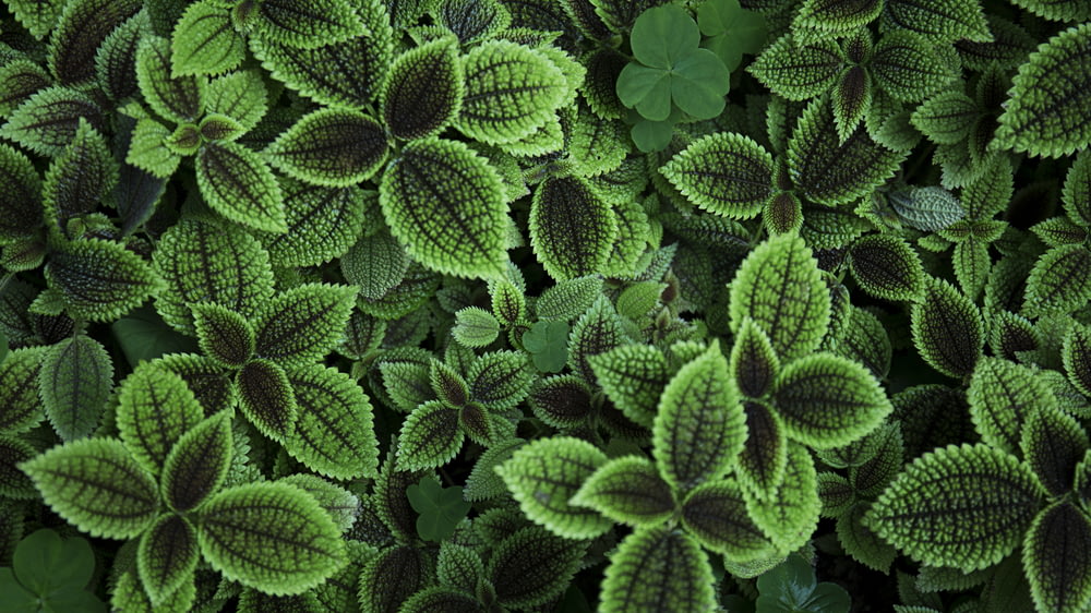 close up photo of green leafed plant