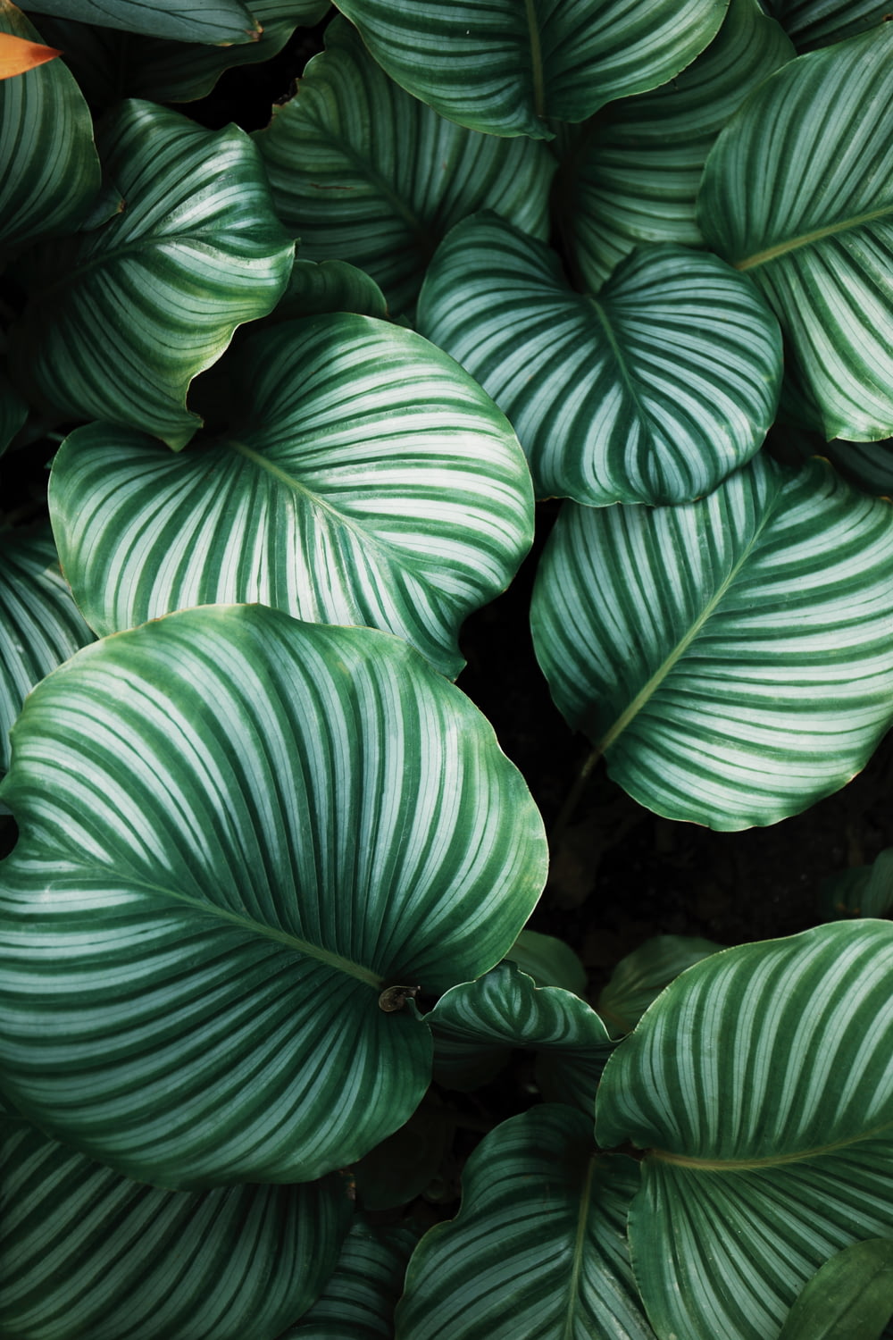 녹색과 흰색 잎이 있는 식물