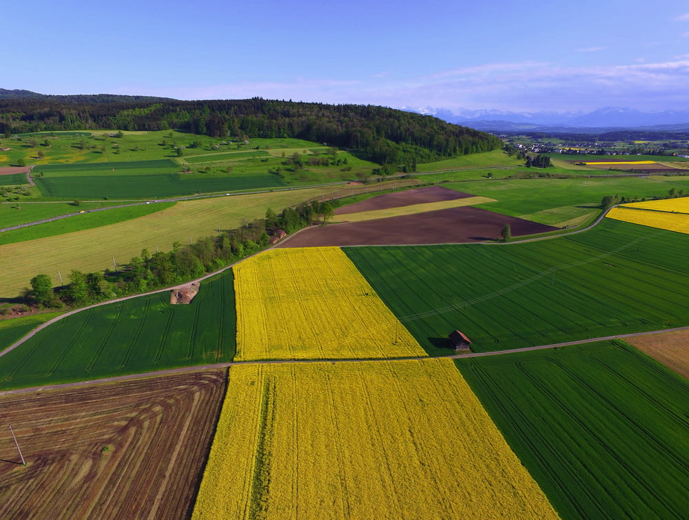 green and yellow field during daytime