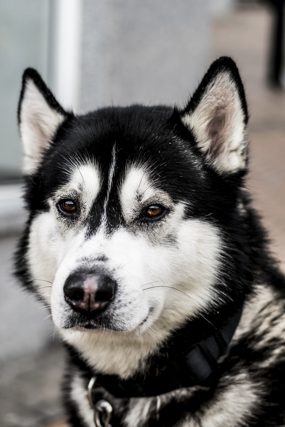Nahaufnahme des schwarz-weißen sibirischen Husky-Hundes