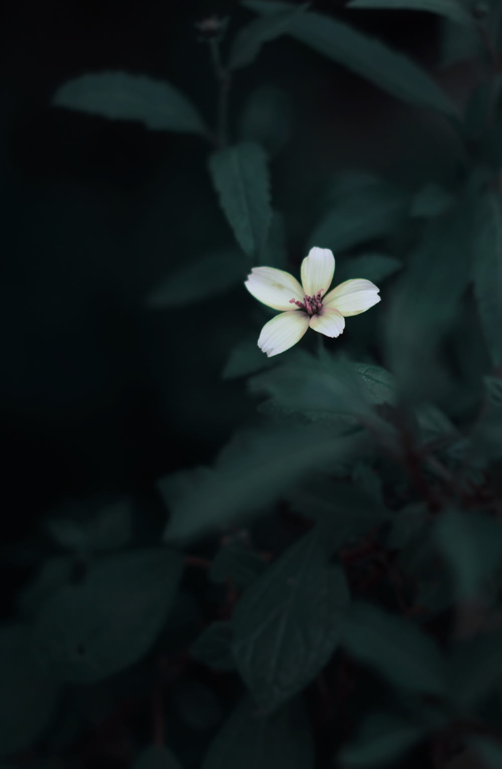 white 5-petaled flower in selective focus photography