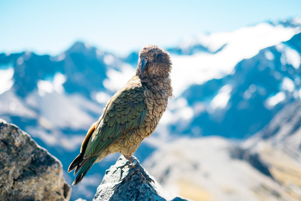 shallow focus photography of gray and green bird on mountain rock during daytime