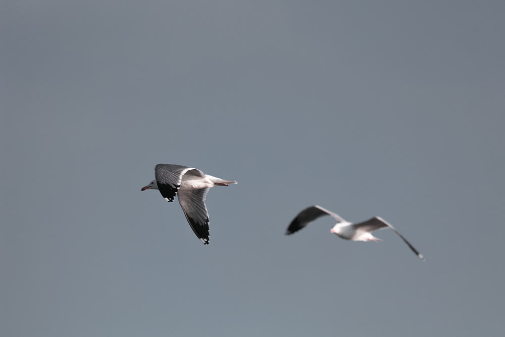 two white birds flying