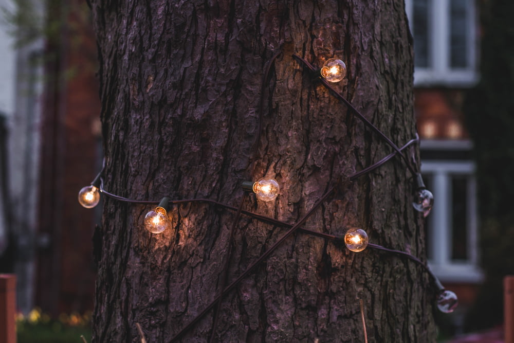 light bulbs wrap around tree