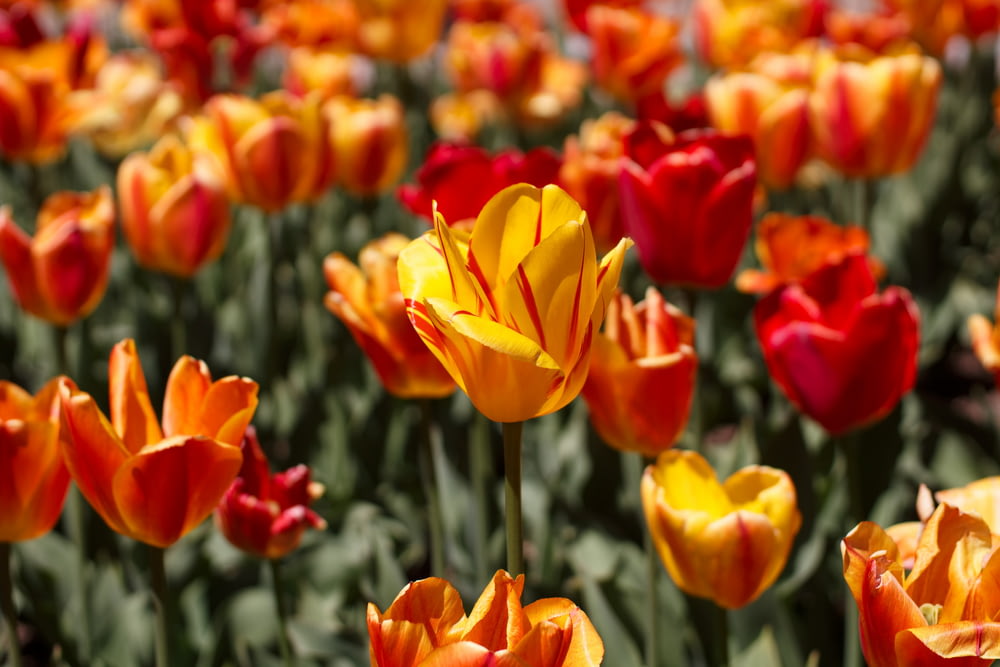 Fotografias em close-up de flores de pétalas laranjas e vermelhas