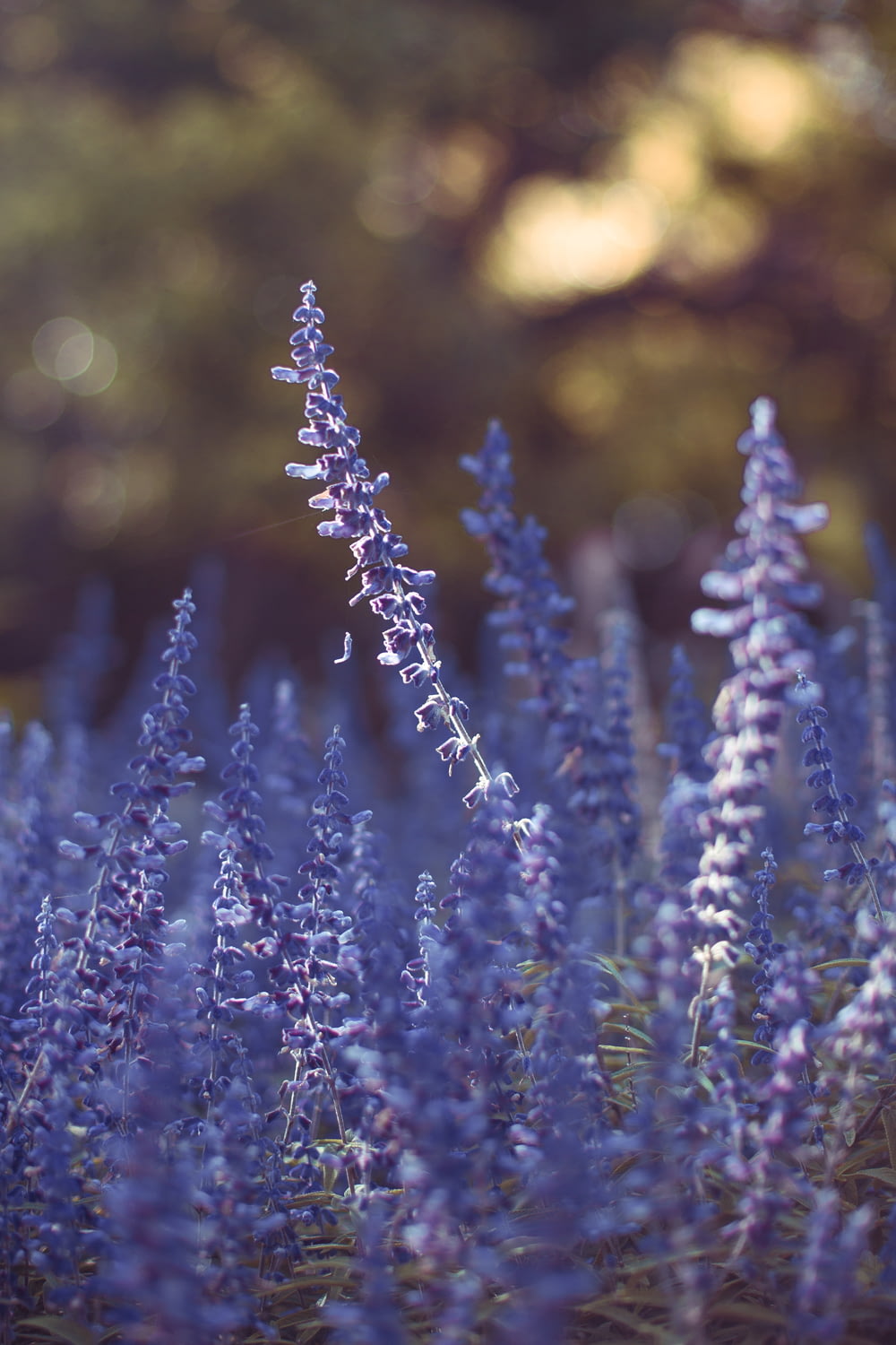 보라색 꽃밭의 선택적 초점 사진