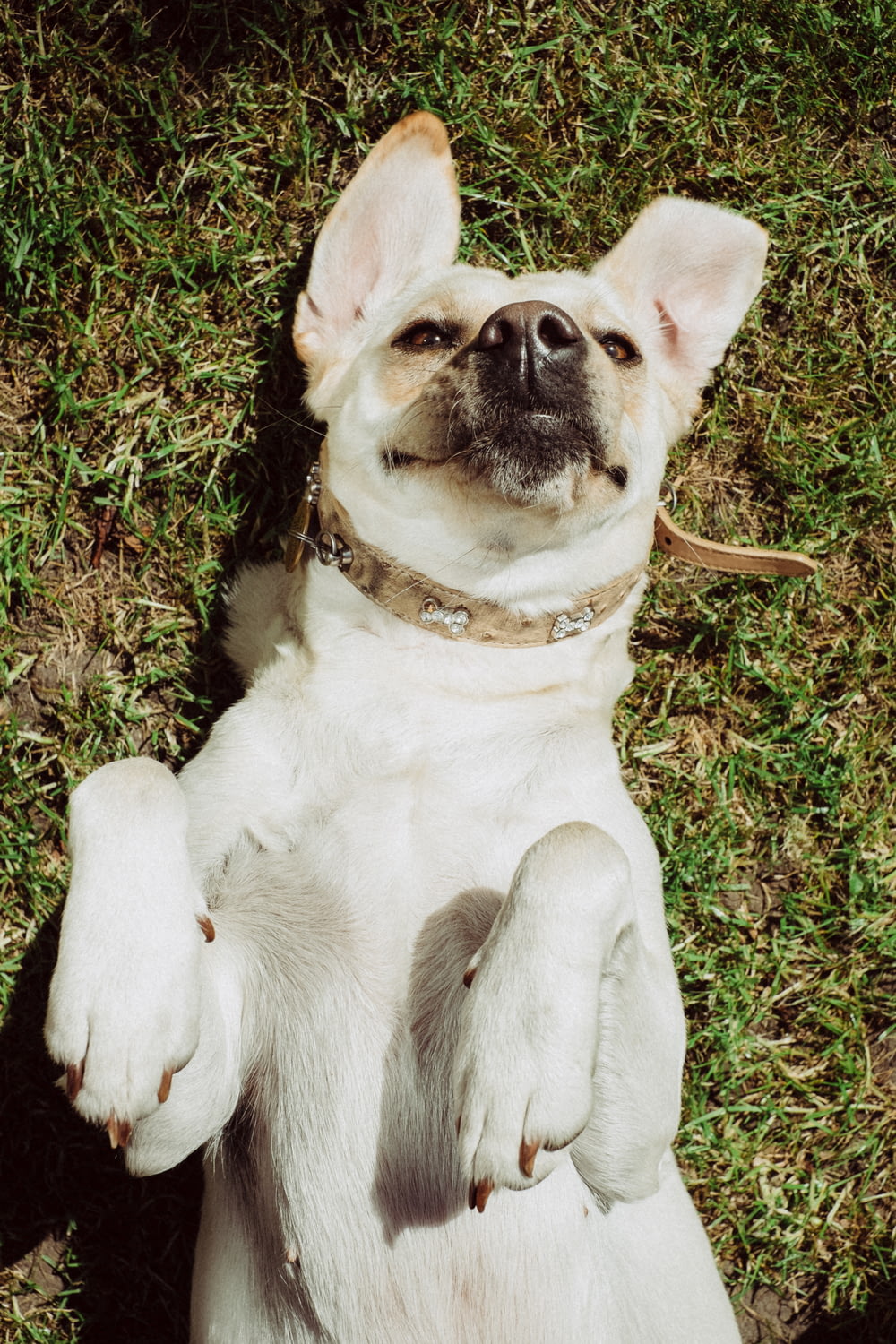 adult short-coated tan dog lying on green grass