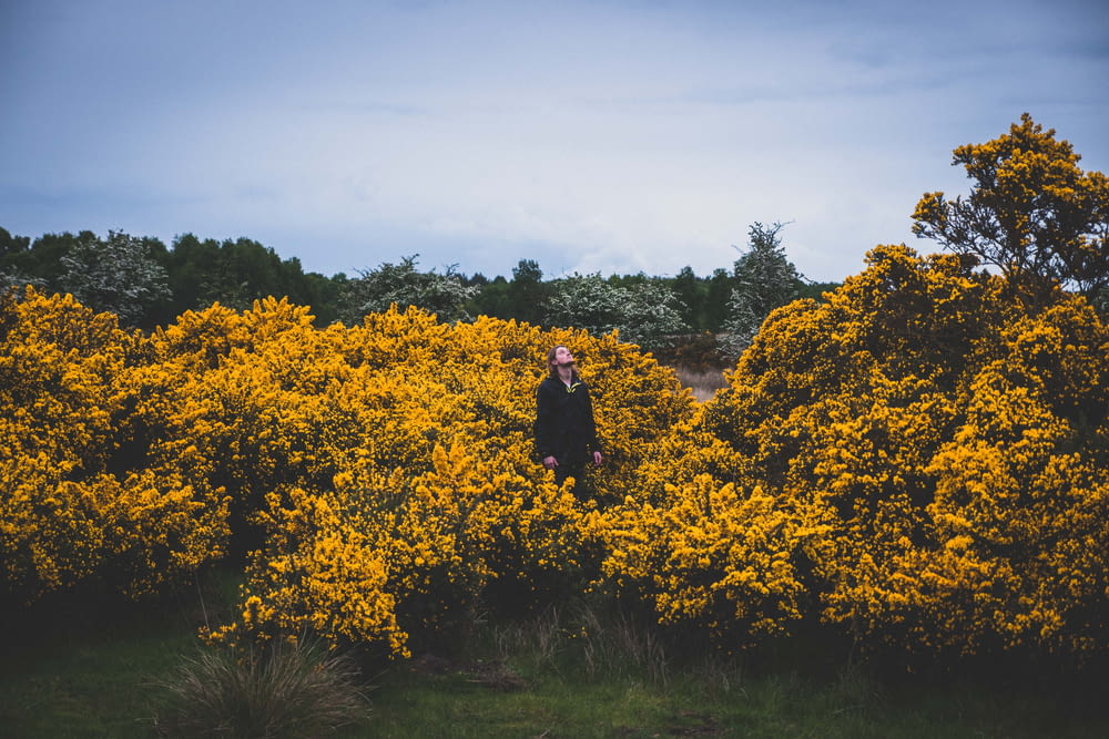 person standing in middle of yellow flower fields