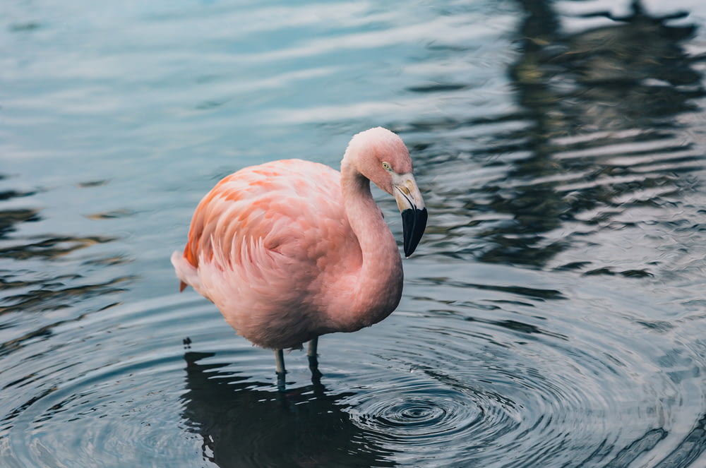 pink flamingo on body of water