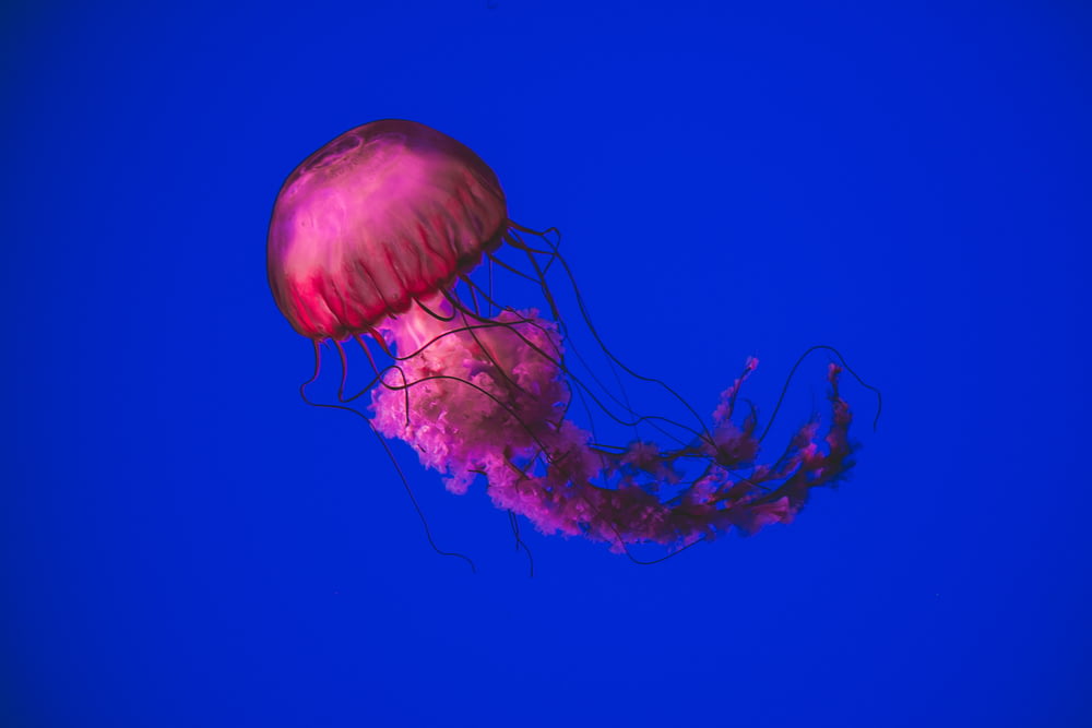 pink jellyfish swimming underwater