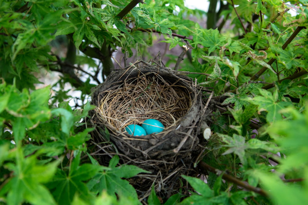 Dos huevos en nido de pájaro