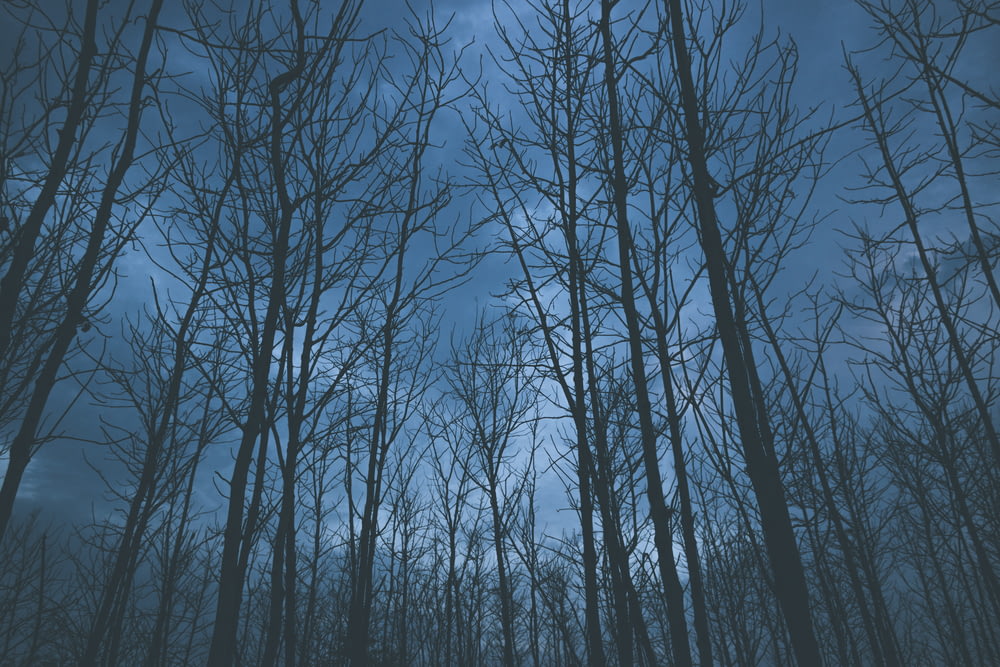 photo of bare trees during nighttime