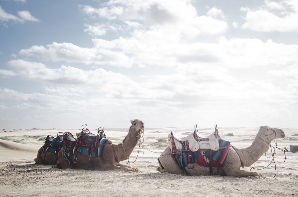 Foto di due cammelli sdraiati sulla sabbia