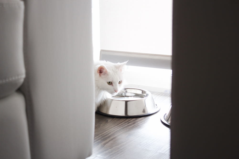 white cat on stainless steel pet bowl